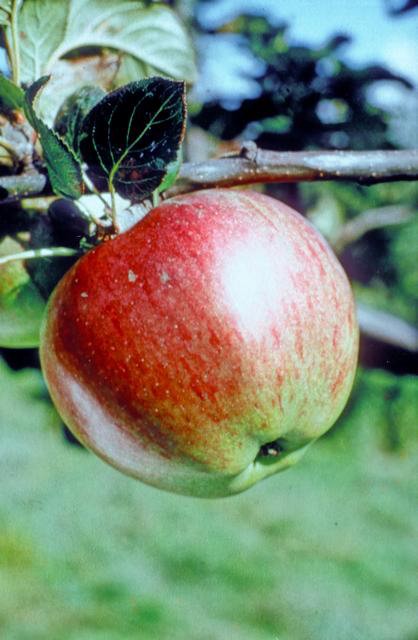 Organic Apples trees